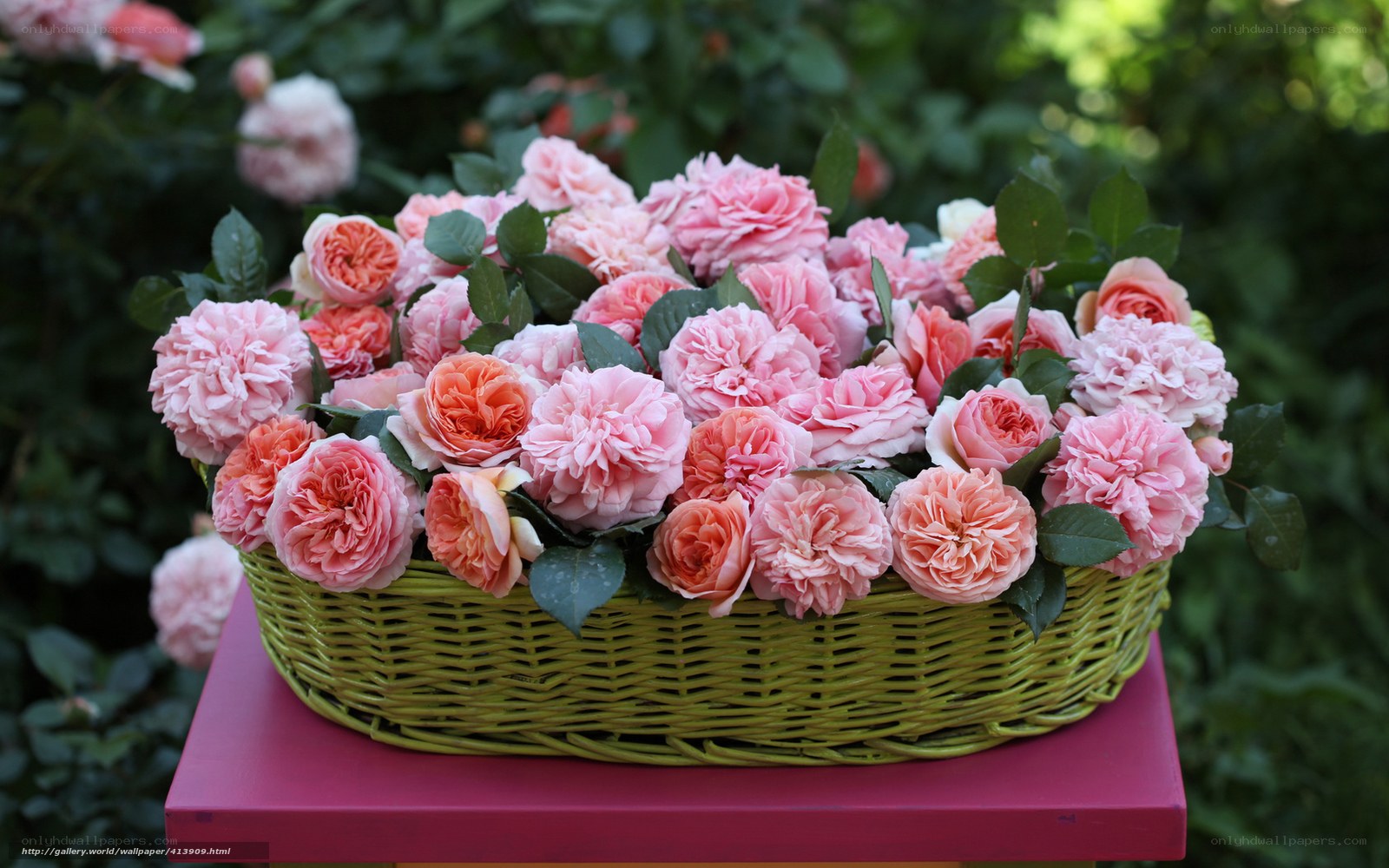 Pink roses in a basket