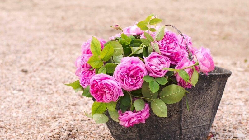 Pink roses in a basket