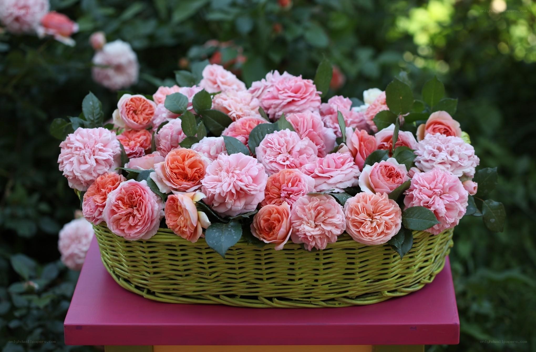 Pink roses in a basket