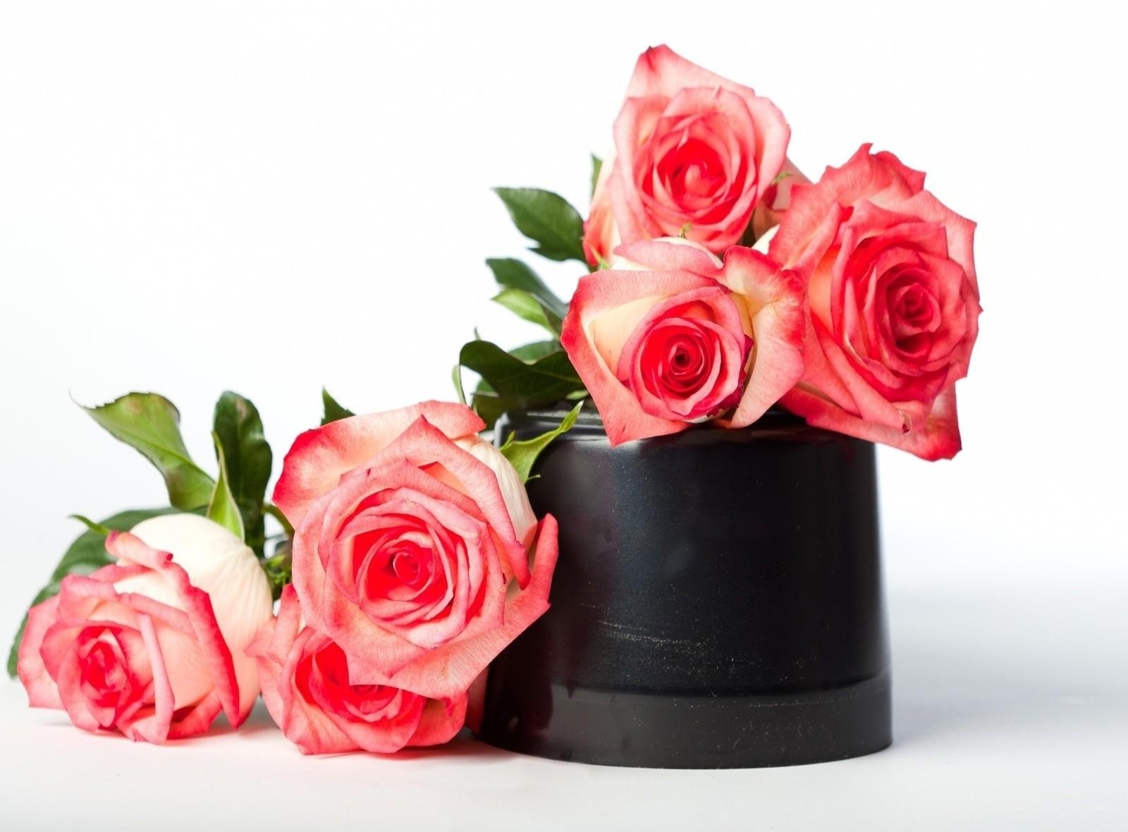 Pink roses in a black vase