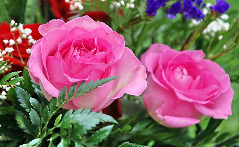 Pink roses in a bouquet