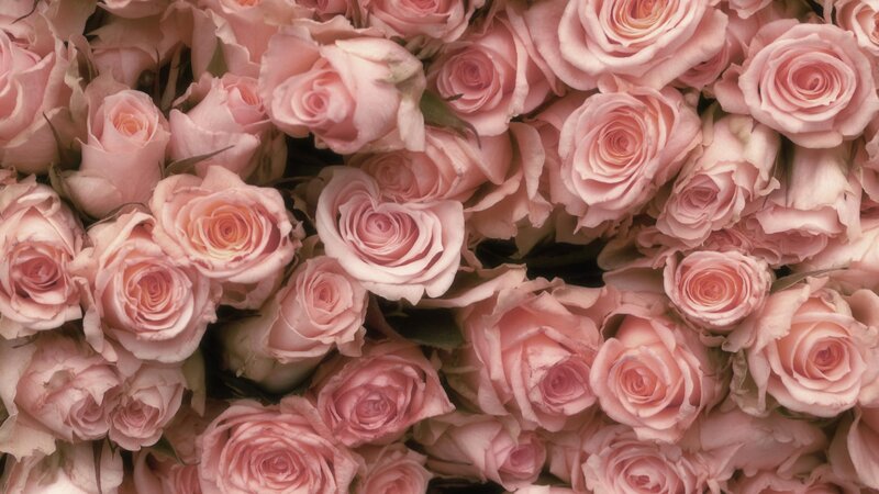 Pink roses in a bouquet
