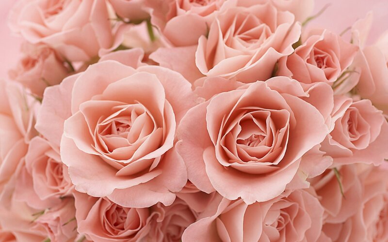 Pink roses in a bouquet