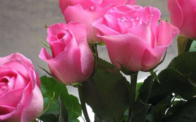 Pink roses in a bouquet
