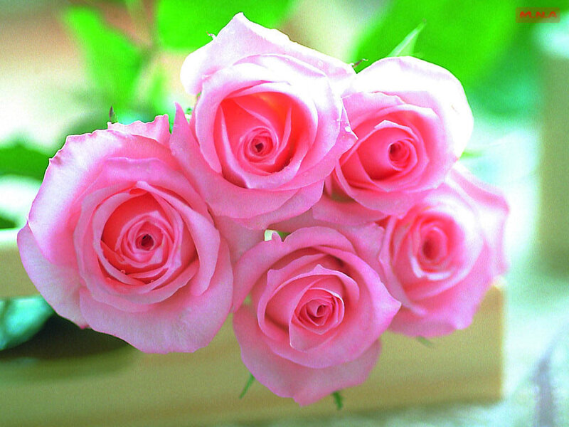 Pink roses in a bouquet