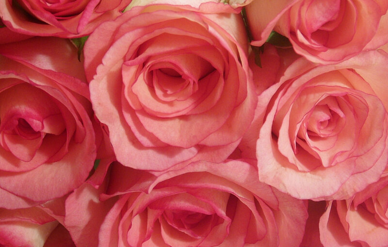 Pink roses in a bouquet