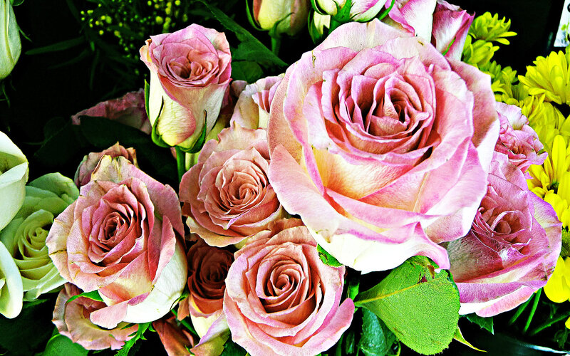 Pink roses in a bouquet