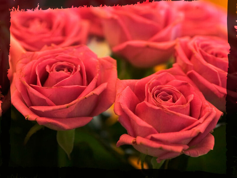 Pink roses in a bouquet