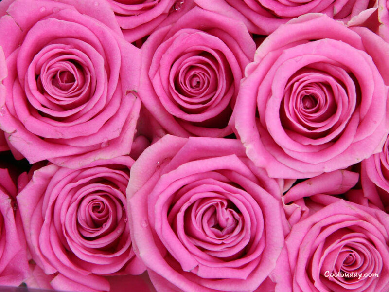 Pink roses in a bouquet