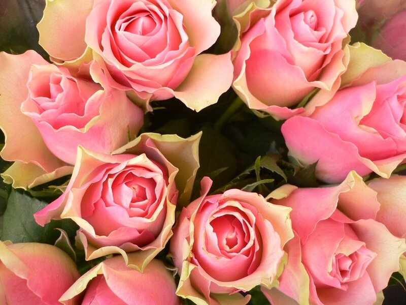 Pink roses in a bouquet