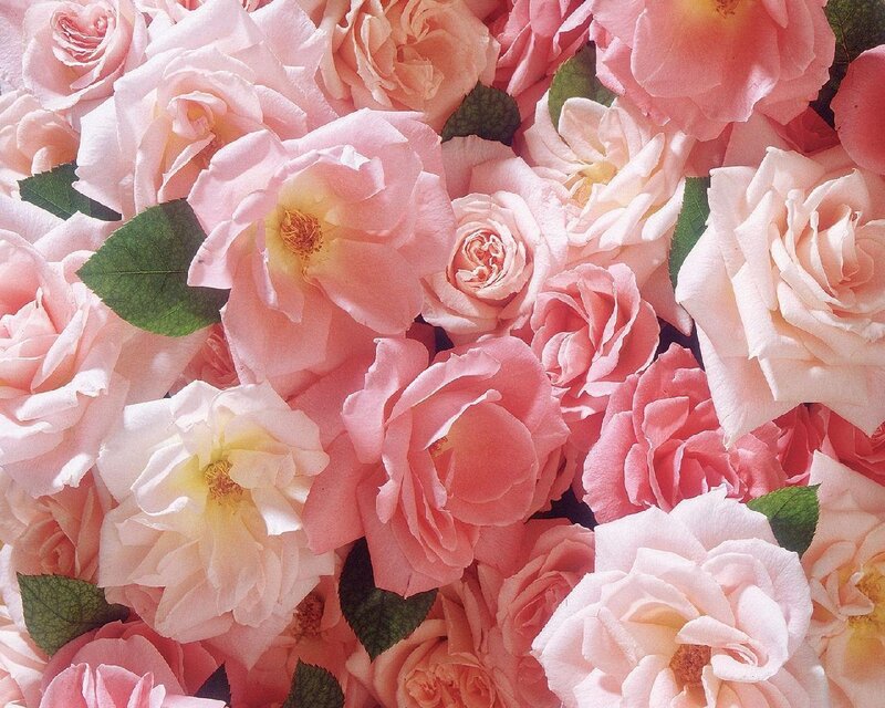 Pink roses in a bouquet