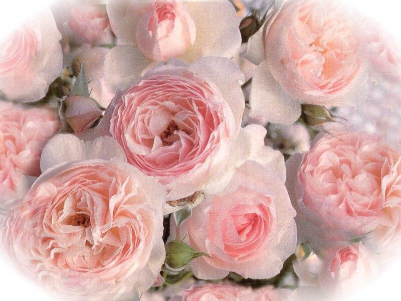 Pink roses in a bouquet