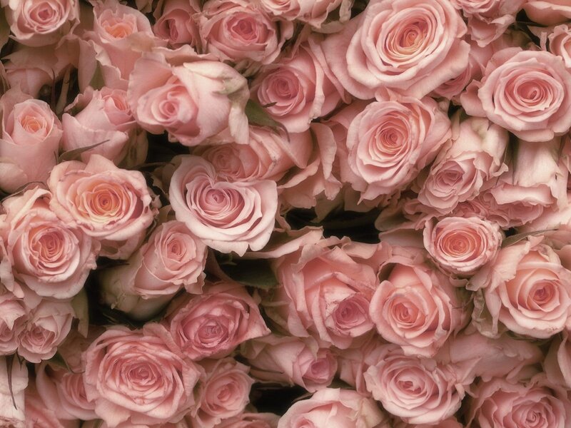 Pink roses in a bouquet