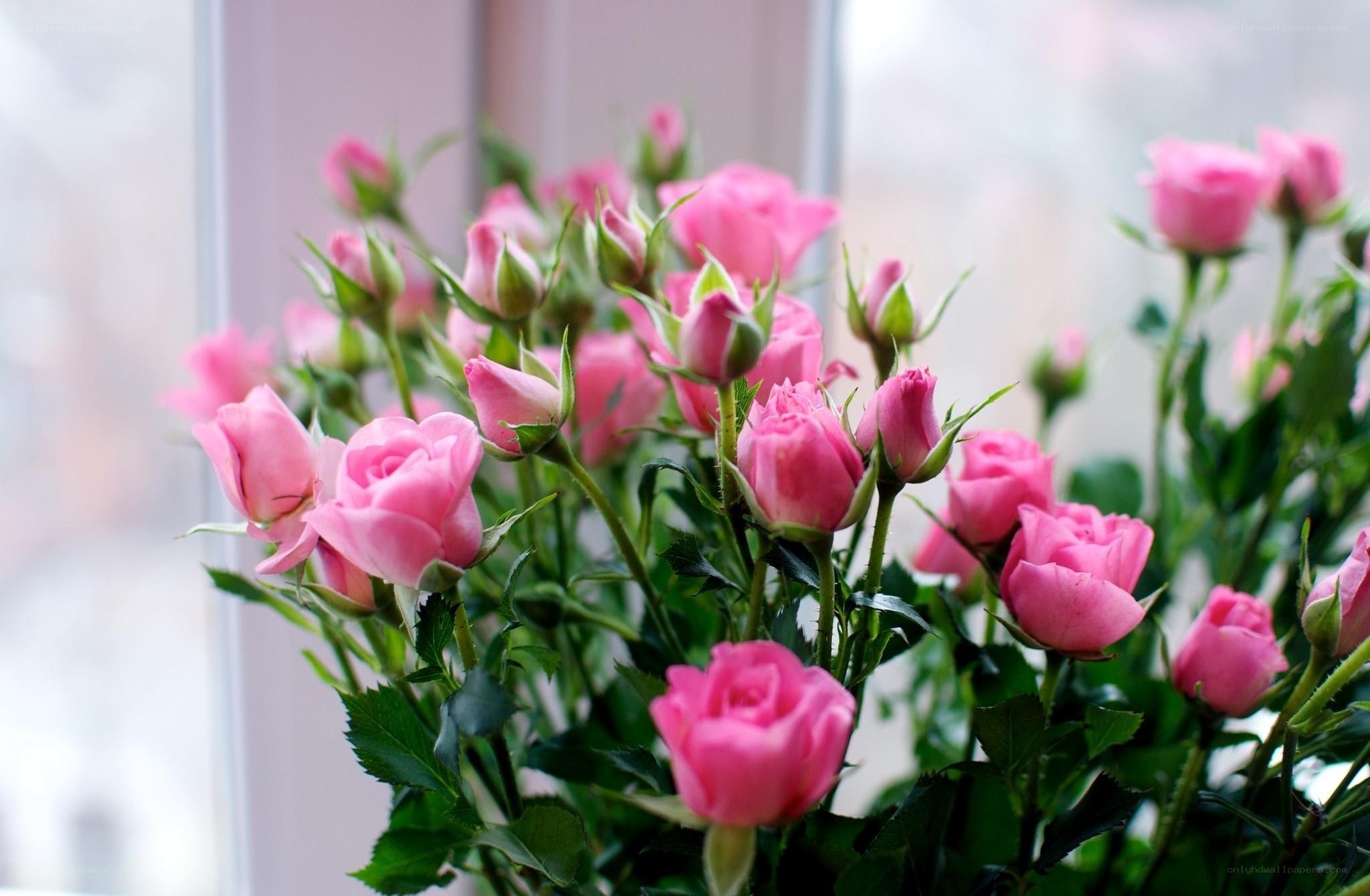 Pink roses in a bouquet
