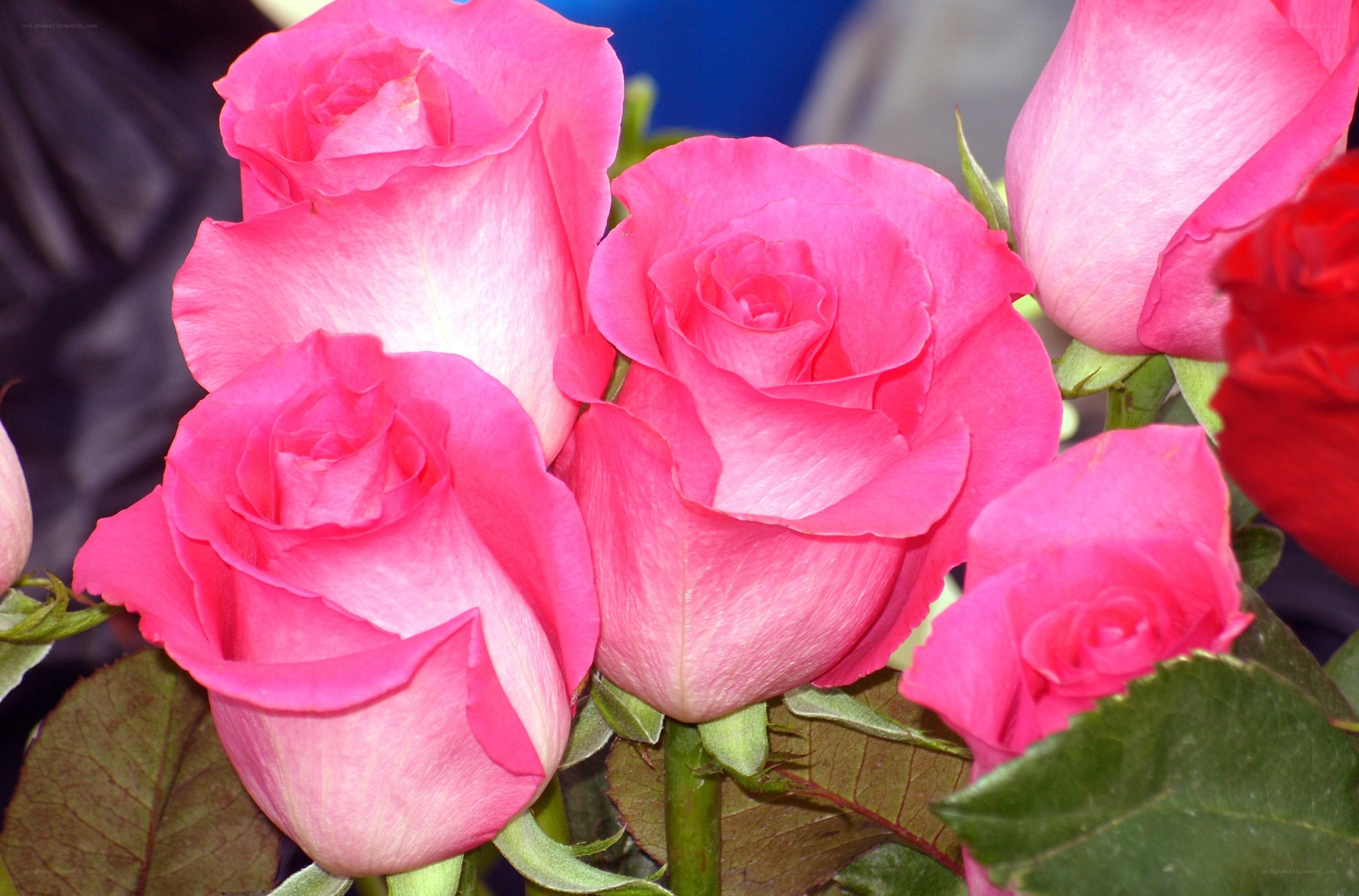 Pink roses in a bouquet