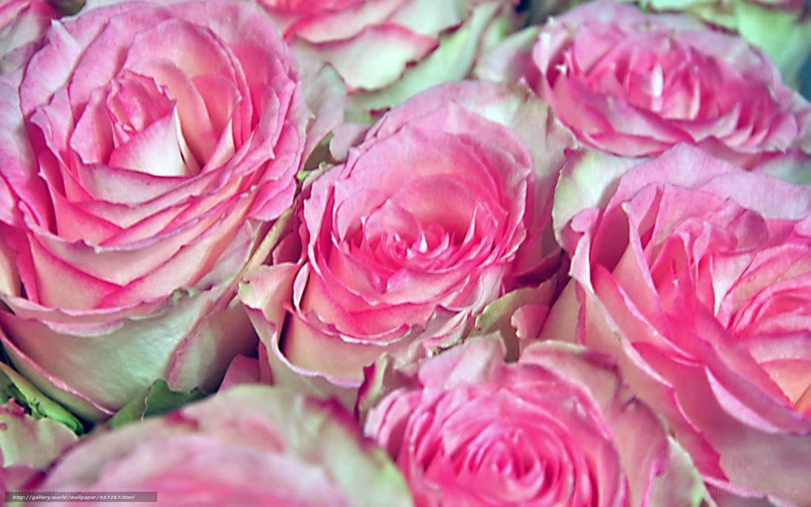 Pink roses in a bouquet