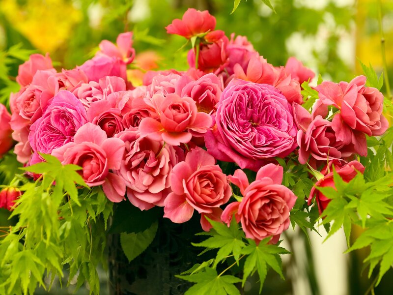Pink roses in a bouquet
