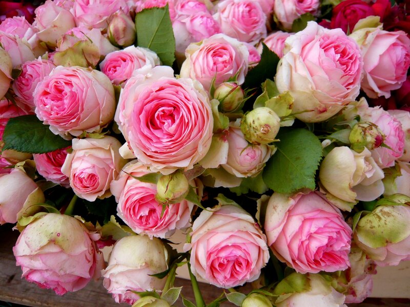 Pink Roses in a Bouquet — Calm, Afternoon