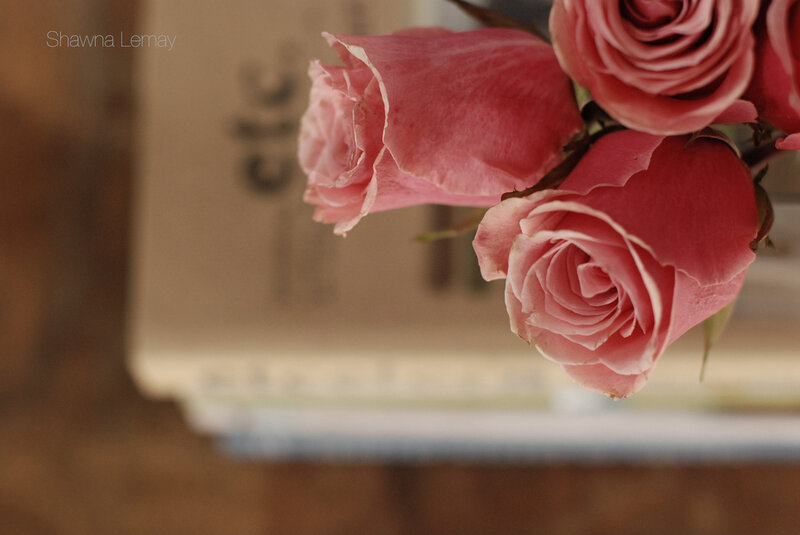 Pink Roses in a Bouquet — Calm, Photograph, Book