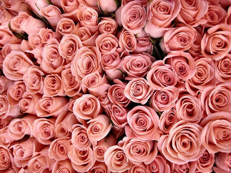 Pink Roses in a Bouquet — Calm, Photograph, Flowers