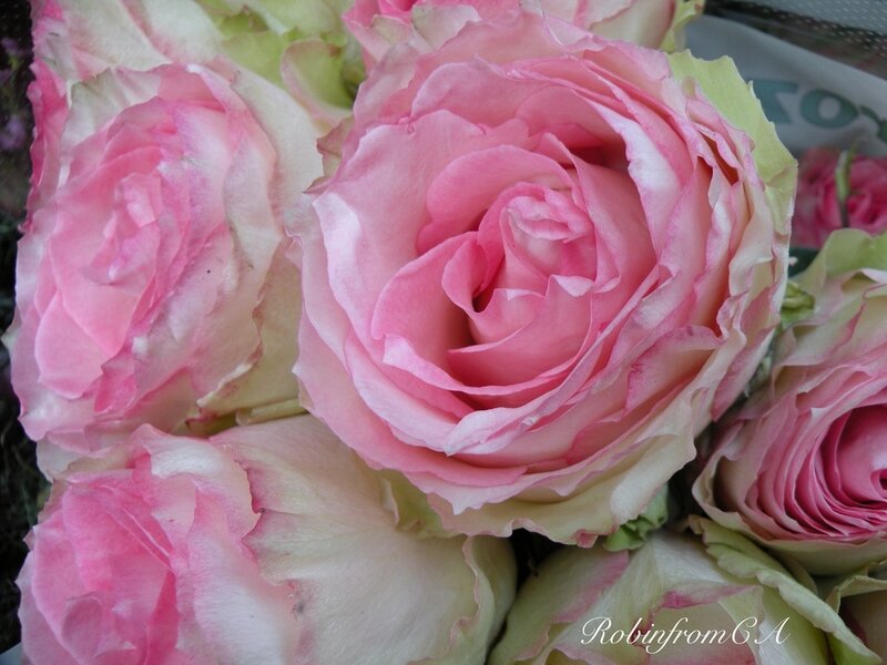 Pink Roses in a Bouquet — Calm, Photograph, Green Leaves