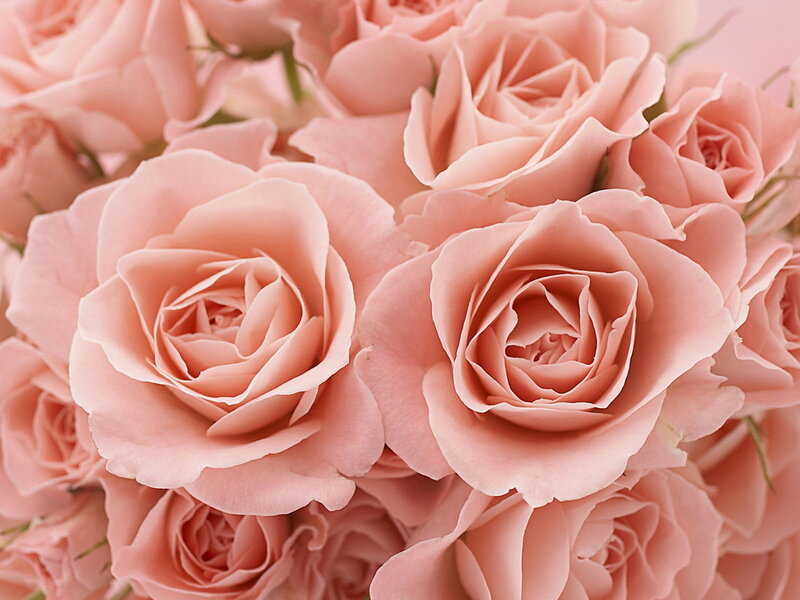 Pink Roses in a Bouquet — Calm, Photograph, Petals