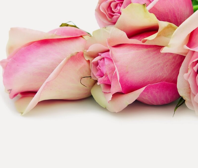 Pink Roses in a Bouquet — Calm, Photograph, Petals, White Background