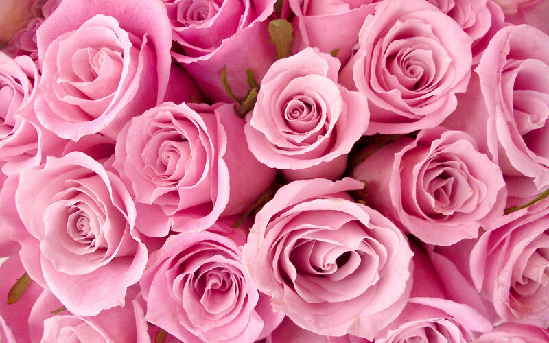 Pink Roses in a Bouquet — Calm