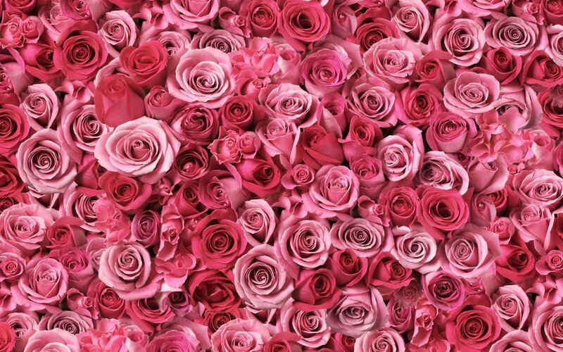 Pink Roses in a Bouquet — Romantic, Photograph