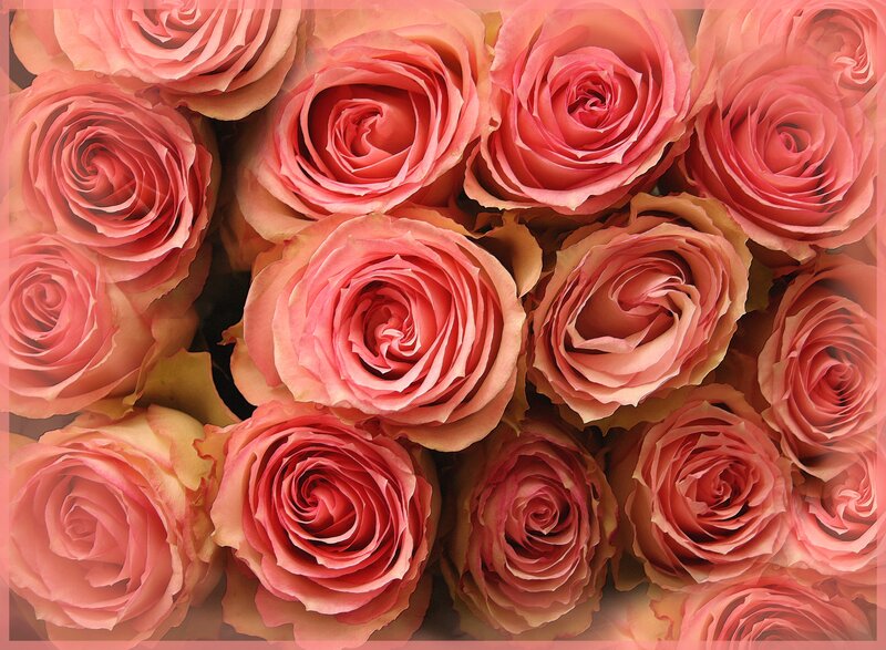Pink Roses in a Bouquet — Romantic