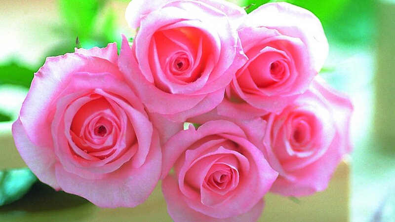 Pink Roses in a Bouquet — Serene, Photograph, Green Leaves