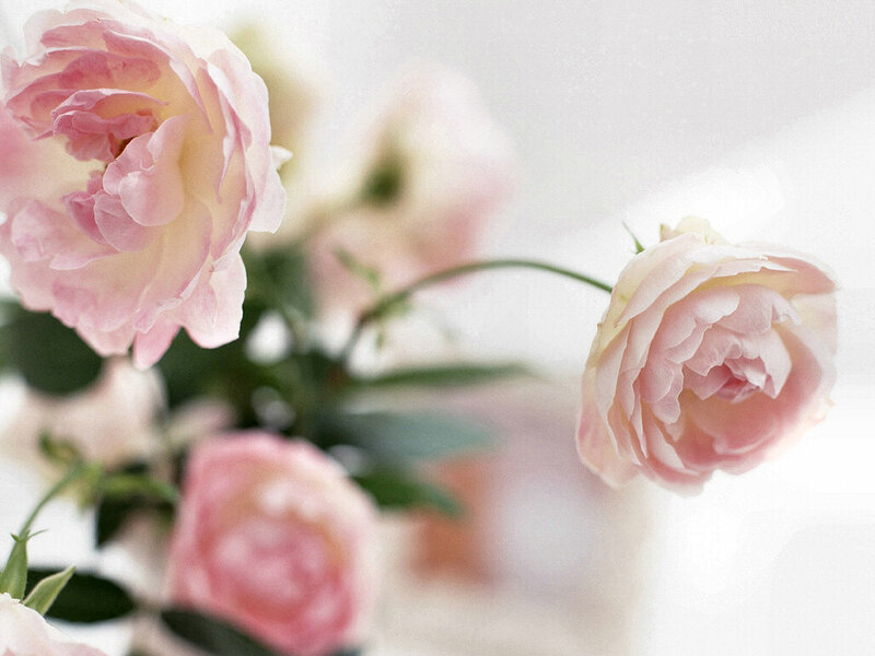 Pink Roses in a Bouquet — Serene