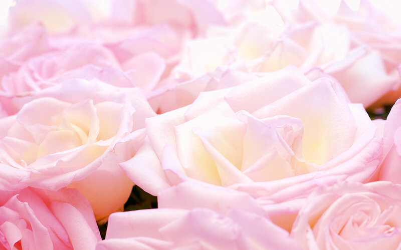 Pink Roses in a Bouquet — Soft, Photograph
