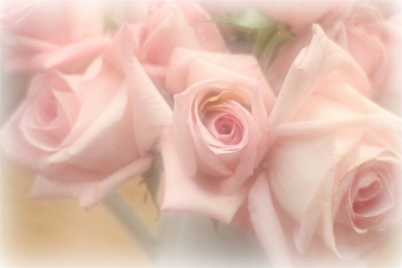 Pink Roses in a Bouquet — Soft