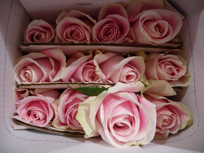 Pink Roses in a Box — Calm