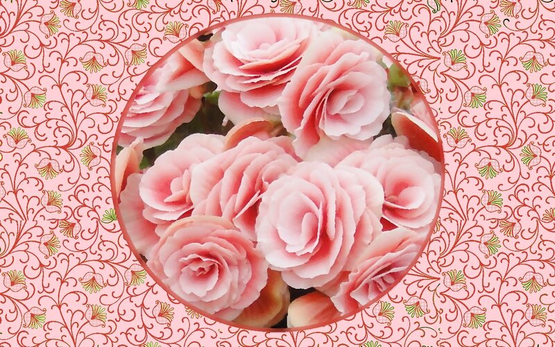 Pink Roses in a Circle