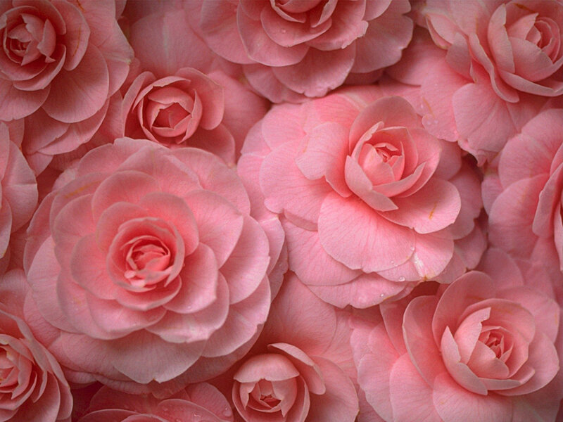 Pink roses in a close-up