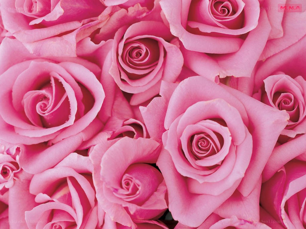 Pink roses in a close-up