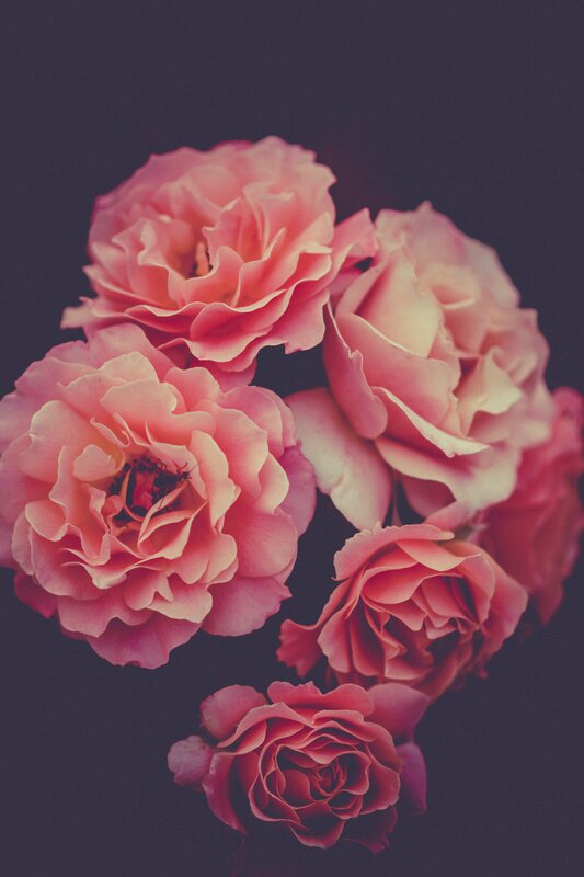 Pink Roses in a Cluster — Calm, Photograph