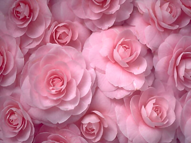 Pink Roses in a Cluster — Calm