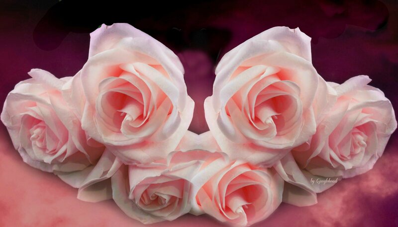Pink Roses in a Cluster — Serene