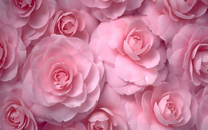 Pink Roses in a Cluster