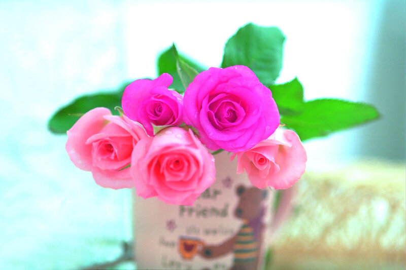 Pink Roses in a Cup — Calm