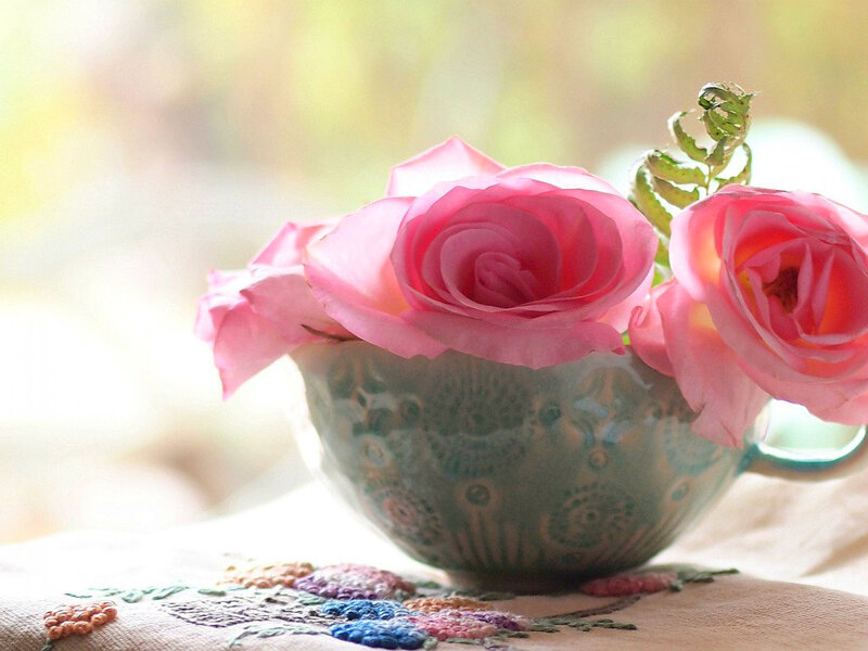 Pink Roses in a Cup — Serene, Morning