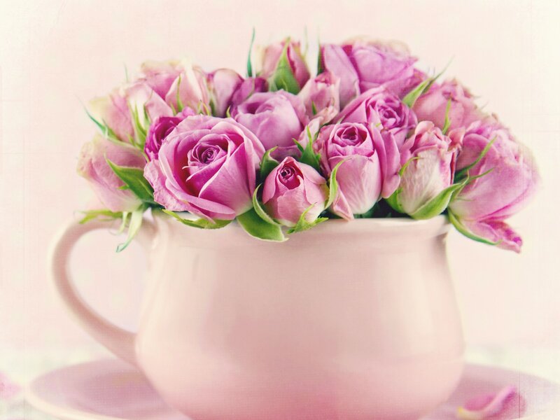 Pink Roses in a Cup — Serene, Photograph