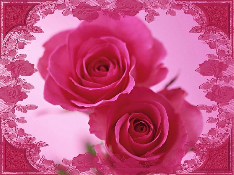 pink roses in a decorative frame