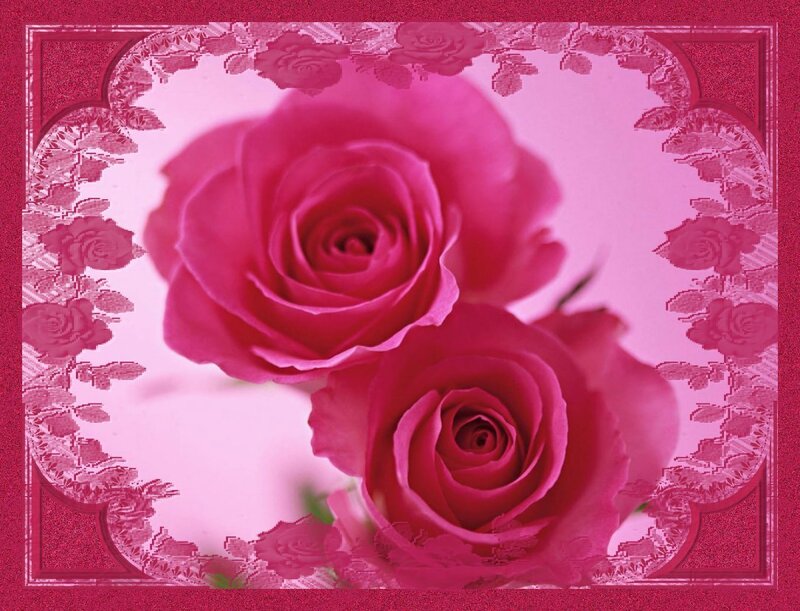 Pink roses in a decorative frame
