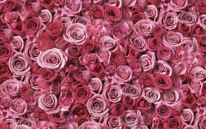 Pink Roses in a Dense Pattern — Calm, Photograph