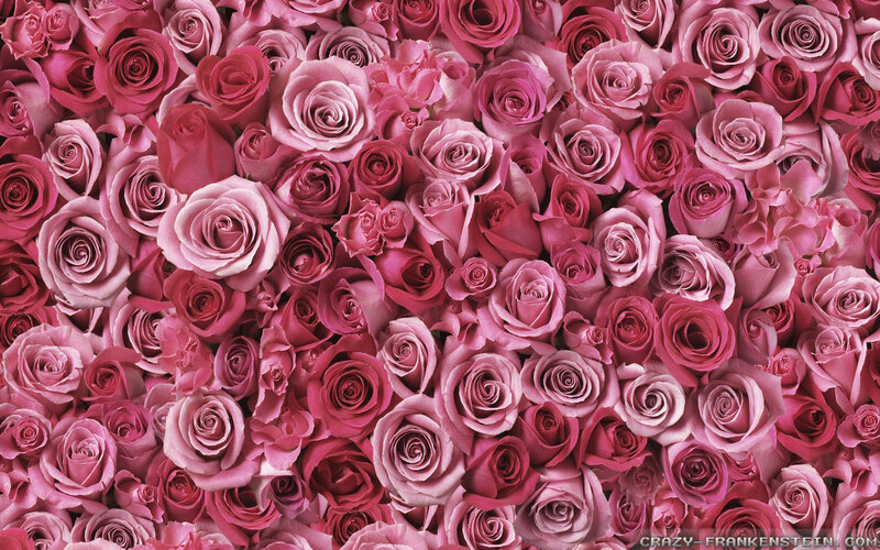 Pink Roses in a Dense Pattern — Calm