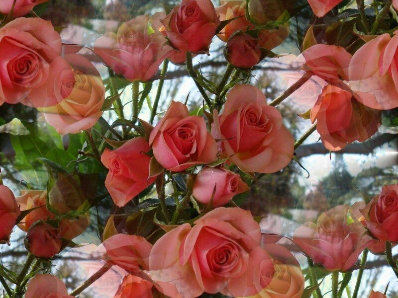 Pink roses in a double exposure